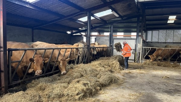 Farmer Vincent Roche feeding his cattle in a shed