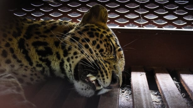 A tranquilized Javan leopard