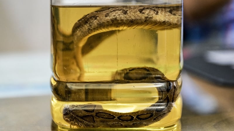 The once uncommon venomous Russell's viper has seen a resurgence in numbers since 2013, spreading panic