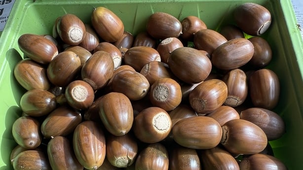 Box of acorns by Terry Flanagan