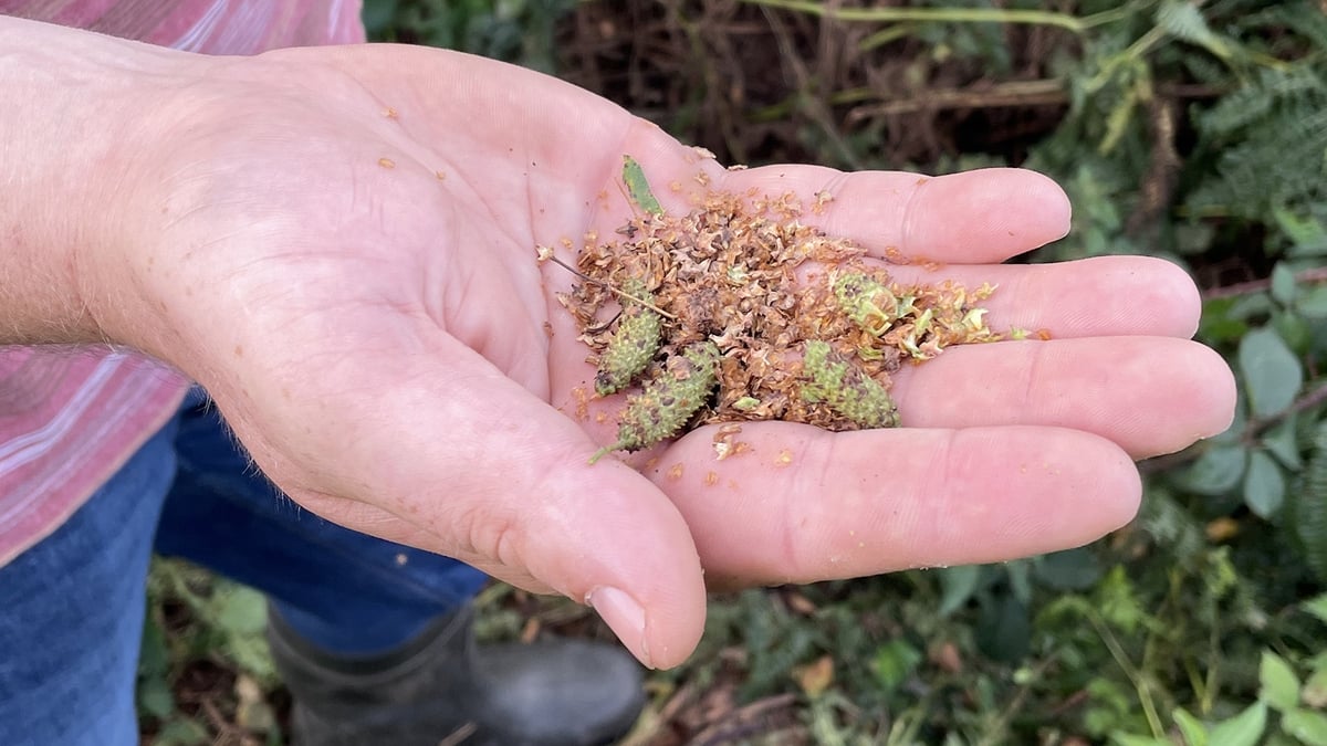Seed-collecting with Jeremy Turkington