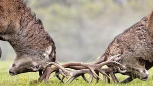 Join the annual Red Deer Rut Watch event in Killarney show image
