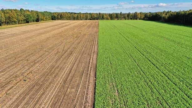 Aerial view of a field - of which half is uncultivated and covered with young green plants.
