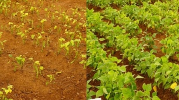 Before and after picture of Oath field trials in Rwanda showing unfertilised and fertilised field.
