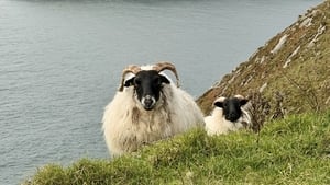 Patsy Ó Conghaile, feirmeoir.    show image