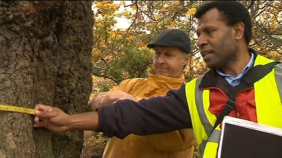Tine Ningal carrying out research on trees in Dublin City, 2010