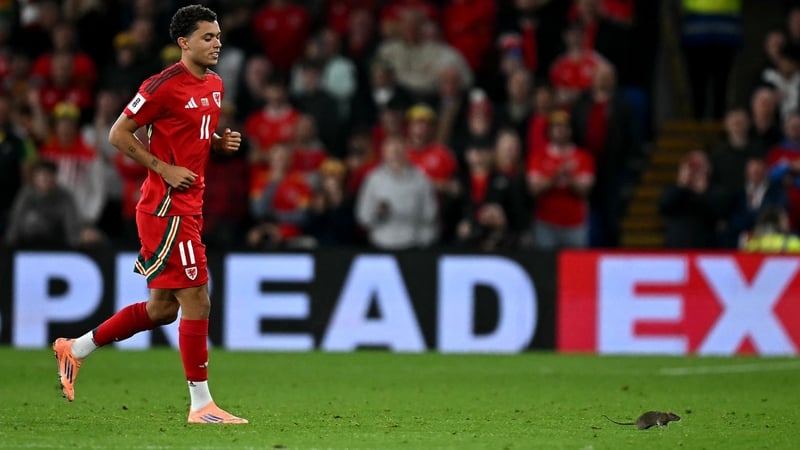 Brennan Johnson pursues the rodent pitch invader at Cardiff City Stadium