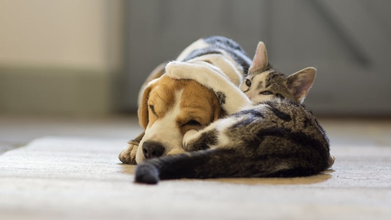 The catnip-infused concoctions have gained a customer base in New Zealand and Australia