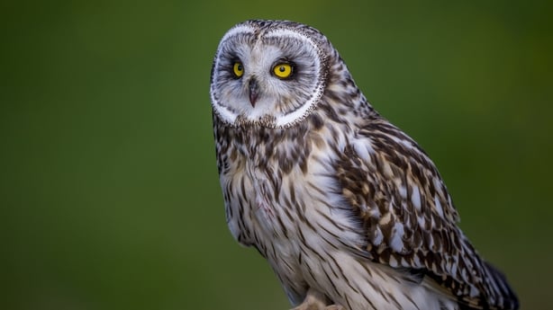UNITED STATES - 2025/03/25: A short-eared owl (Asio flammeus) is perched on a lichen-covered rock in the Skagit Wildlife Area in the Skagit Valley, Washington State, United States. (Photo by Wolfgang Kaehler/LightRocket via Getty Images)