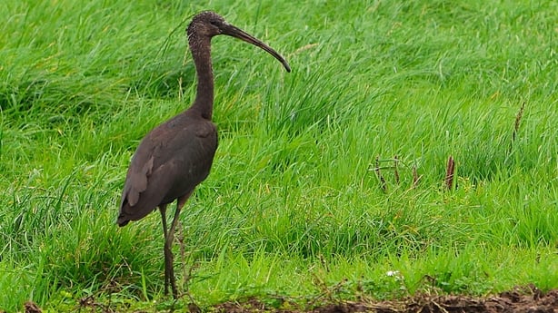 Glossy Ibis by Martin Murray