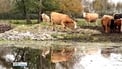 Farmers along River Shannon say livelihoods 'destroyed by flooding' Farmers along River Shannon say livelihoods 'destroyed by flooding'