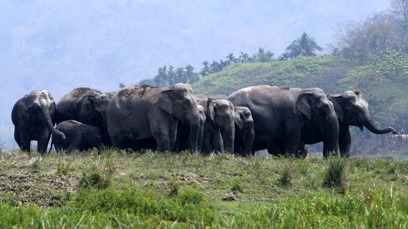 The wild elephant population has fallen by 25% since 2017