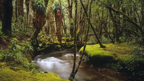 Researchers looked at records charting the growth of Queensland's rainforests over almost 50 years
