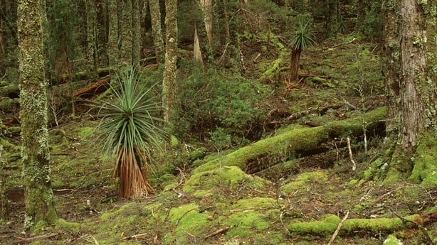 Cool temperate rainforest