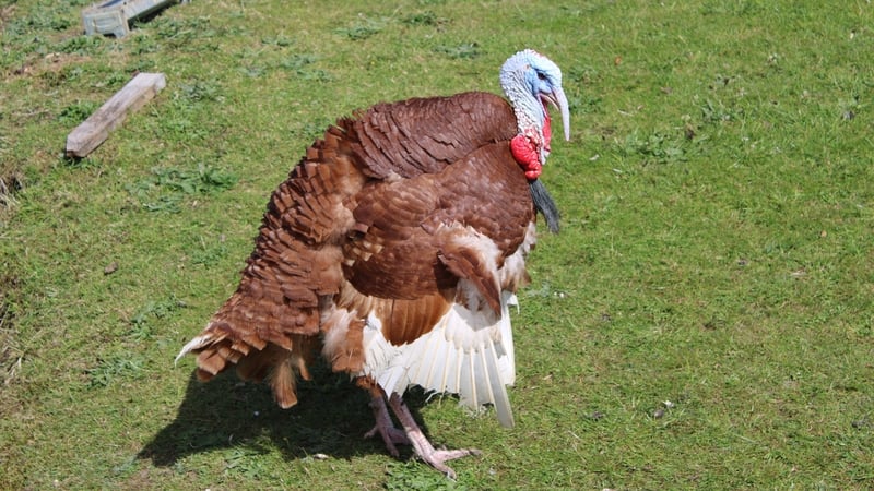Poultry farmer Robert Fitzsimmons said he has had to move his free range turkeys inside to protect them from bird flu (Stock image)