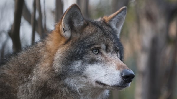 975097622 European Gray Wolf, Canis lupus lupus