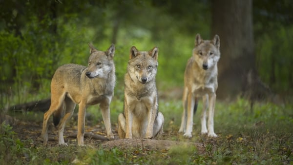 Three European Gray Wolves, Canis lupus lupus
