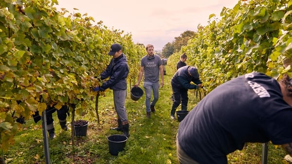 Image of a group of people picking grapes from vines in a UK field