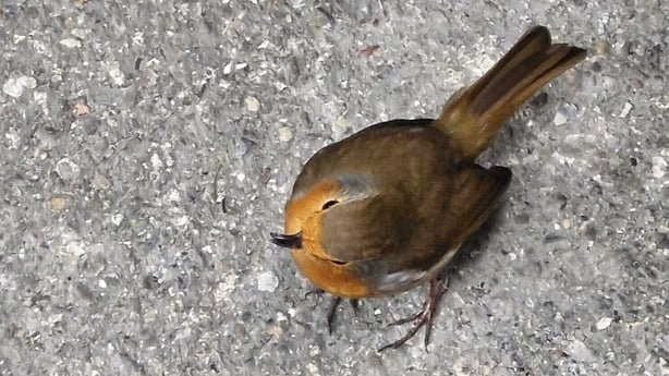 Robin with crooked beak