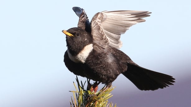 A Ring Ouzel stretching taken by Eric Dempsey