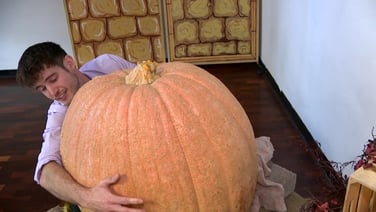 Is this Ireland’s largest pumpkin?