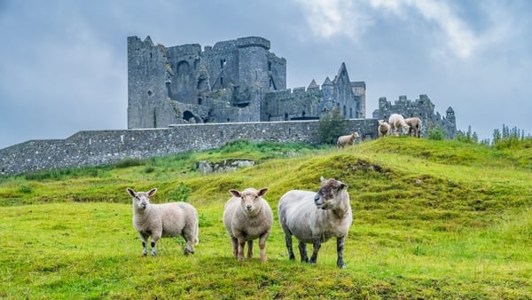 Stock photograph of sheep at the Rock of Cashel, Ireland as seen on a cloudy day.