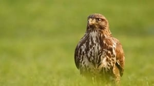 Naturefile - Buzzards show image