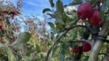 95% of all apples sold in Ireland are imported 95% of all apples sold in Ireland are imported