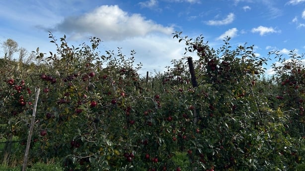 apples on a trees