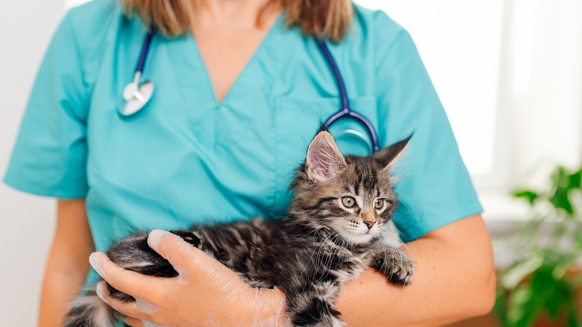 Why flea treatments for cats and dogs are threatening river life