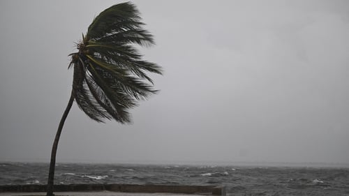 A coconut tree sways in the wind in Kingston as Jamaica starts to feel the effects of Hurricane Melissa