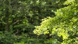 Mooney Goes Wild Monday 17 November 2025 show image