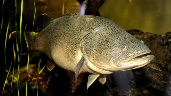 Sydney Aquarium's resident one-metre long Murray Cod