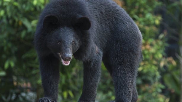 Asiatic Black Bear