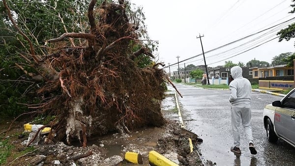 A man looks at a fallen tree in St. Catherine, Jamaica
