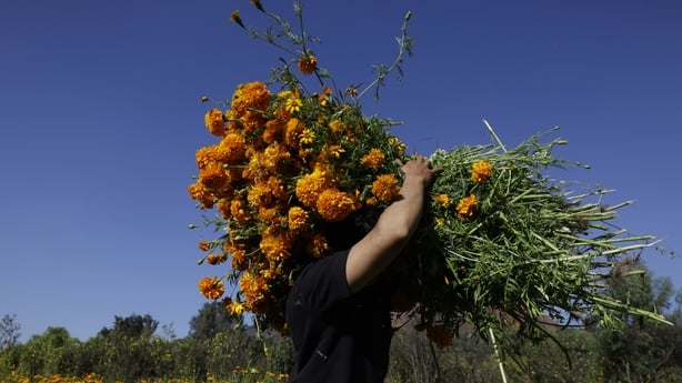 A person from the southern tip of Mexico City, Mexico, cuts marigold flowers for sale on the Day of the Dead, which is celebrated on November 1 and 2. (Photo by Gerardo Vieyra/NurPhoto)