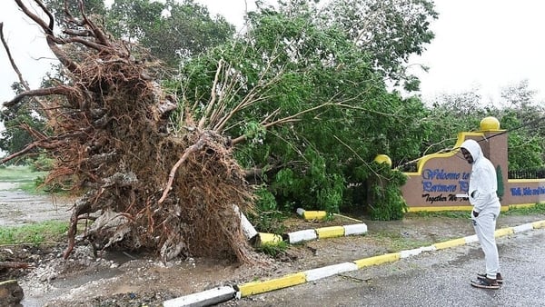 A man looks at a fallen tree in St. Catherine, Jamaica A man looks at a fallen tree in St. Catherine, Jamaica
