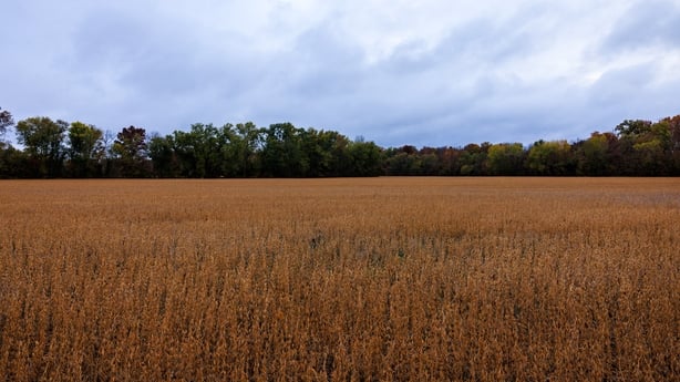 Mature soybeans remain unharvested near North Maple Grove Road after a rain shower