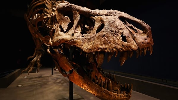 A general view of Trix the female the T-Rex exhibition at the Naturalis or Natural History Museum of Leiden on October 17, 2016 in Leiden, Netherlands. The skeleton of Tyrannosaurus rex was excavated in 2013 in Montana, USA, by Naturalis Biodiversity Cent