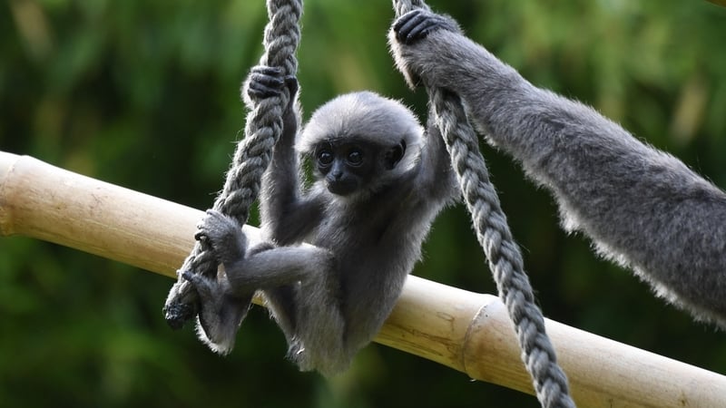 Small Silvery Gibbons are found in the rainforests of Java in Indonesia (File image)