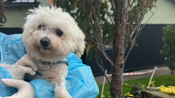 A dog from the NSPCA shelter at Mount Venus Road, Rathfarnham