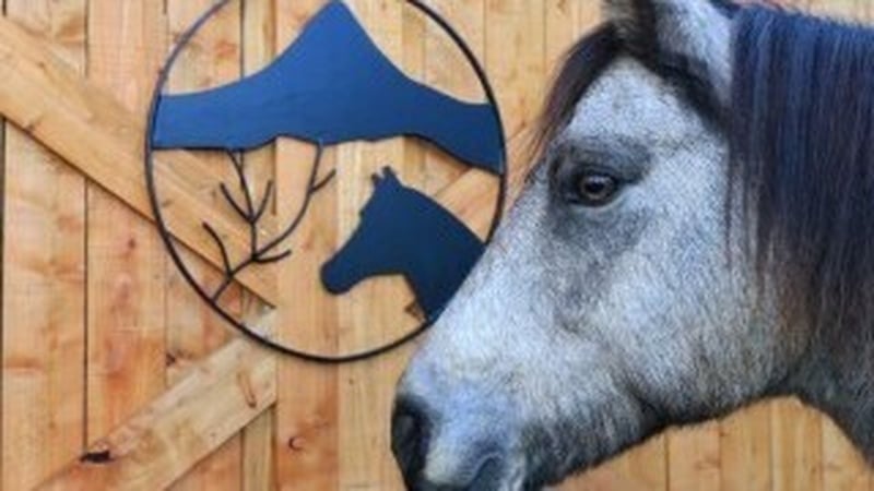 The Connemara pony is recognised as Ireland's native breed