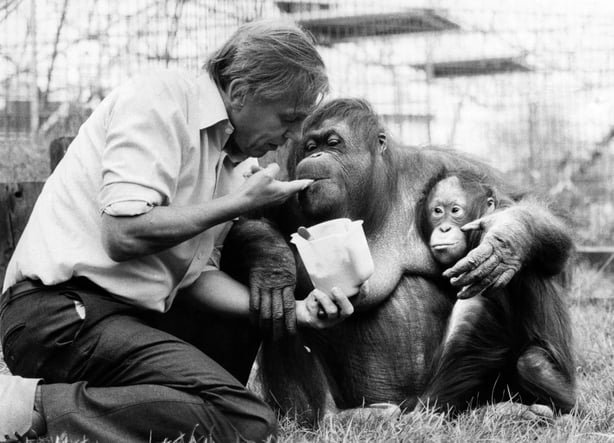 David Attenborough with orangutan and her baby at London Zoo. April 1982. (Photo by mirror/Mirrorpix/Getty Images)