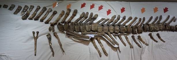 A view of a dinosaur bone specimen at Queen's