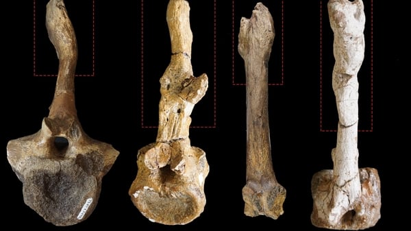 A view of dinosaur bones at Queen's