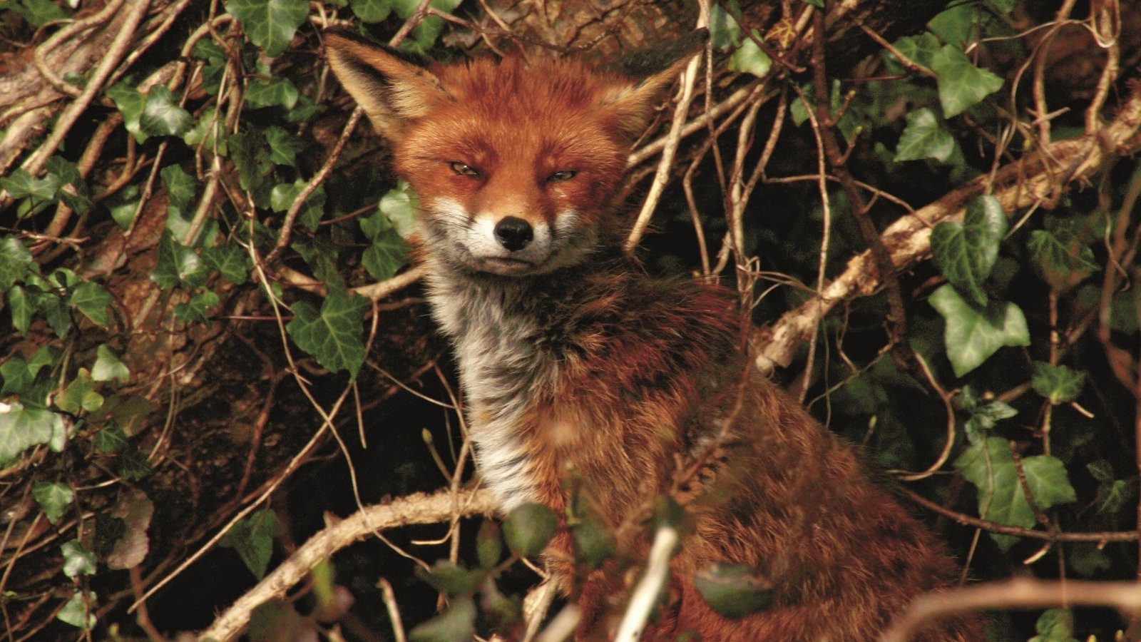 Dublin goes wild - Éanna Ní Lamhna on the capital's biodiversity