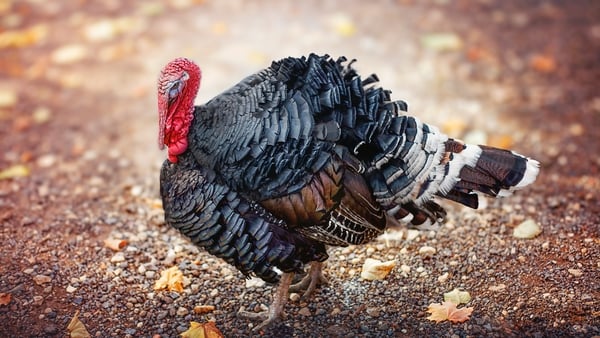 a turkey bird is standing on the street in the rays of the sun