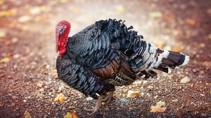 Recent outbreaks of bird flu have led to concerns among poultry farmers (stock photo)