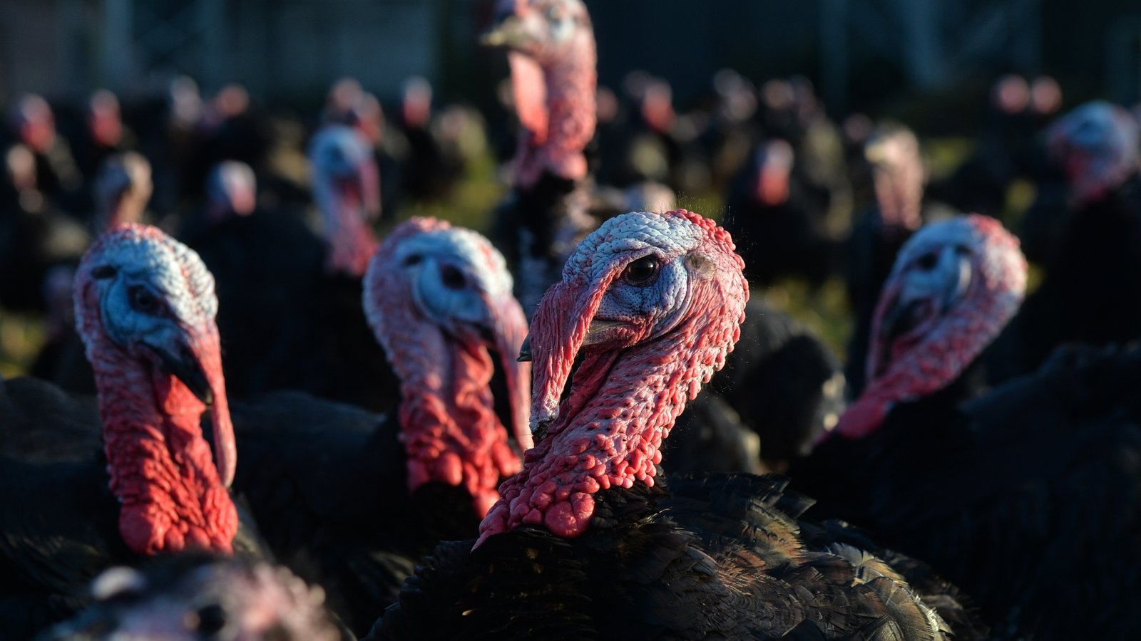 High energy cost for farmer amid bird flu concerns