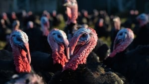 Call for intense focus on biosecurity amid bird flu cases show image